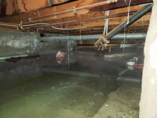 Best Carpet water damage restoration  in Oxford, GA